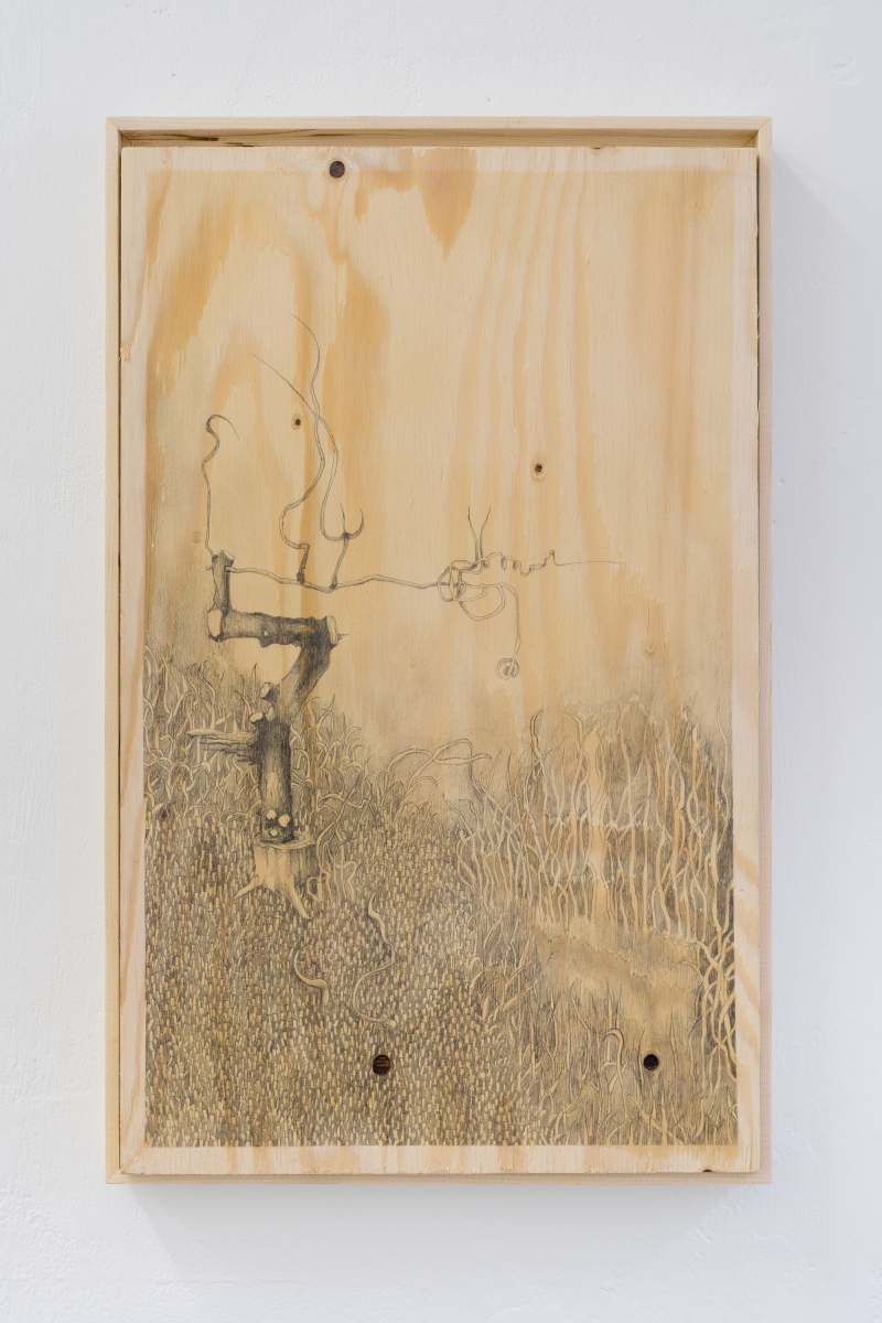 Iva Davidová: Have The Same Religion As This Tree, 2024, kresba na drevenej doske, 63x80 cm, Galerie FaVU, Brno (foto: Polina Davydenko)